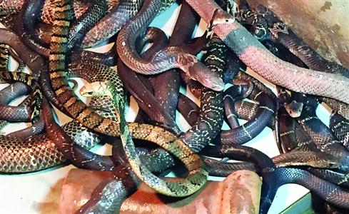 捕获的眼镜蛇 闵行区野生动物保护管理站供图