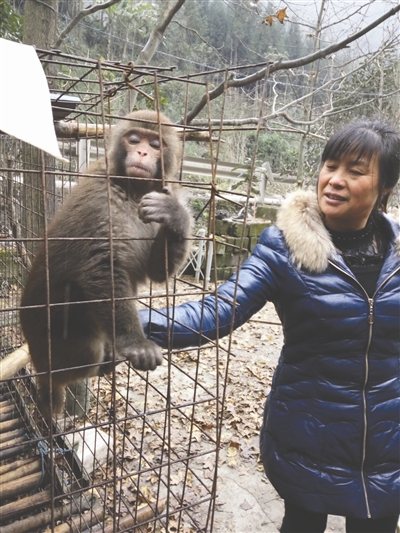 马大姐给猴子“山娃”喂食