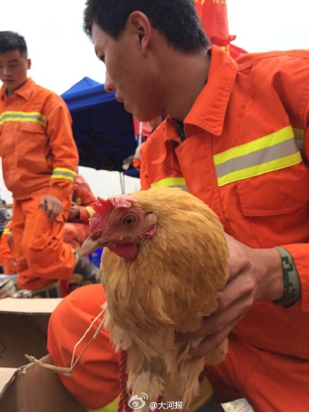 救援队救出1只鸡