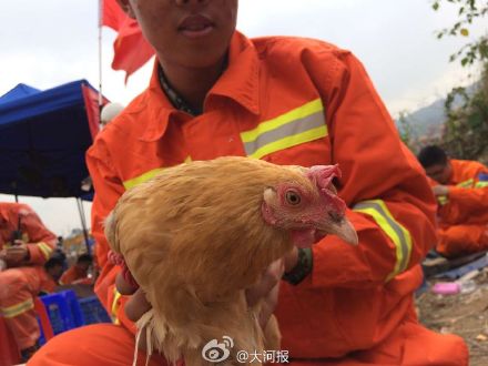 救援队救出1只鸡