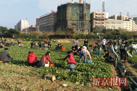 几十名路人正在哄抢蔬菜。