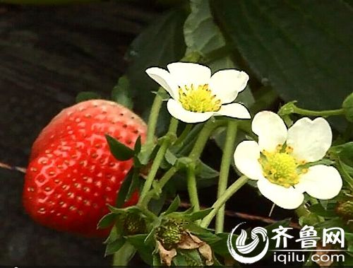 草莓成熟采摘火爆 雾霾致生长周期延长口感更
