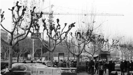 3人修树30人围观