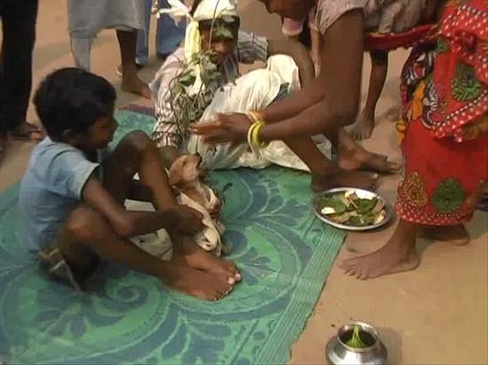 在印度部落婚礼仪式上，7岁男童克拉伊被迫娶母狗为妻。（网页截图）