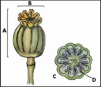 A：罂粟壳 D：种子。图片来自香港食物安全中心。