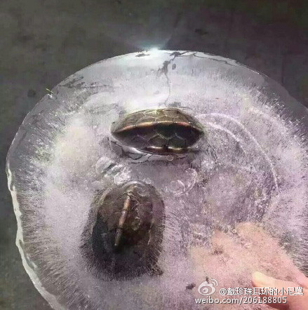 冻出来的“网红”小乌龟。