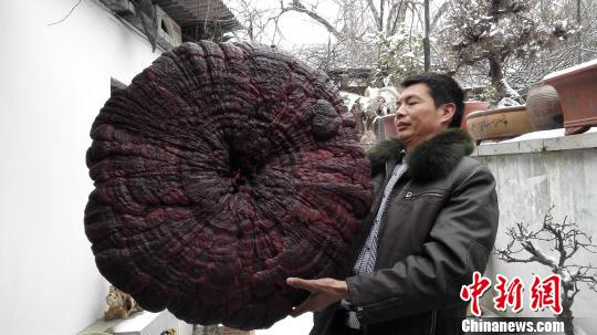 孙国峰展示他获得的巨型灵芝。　巩卫东　摄