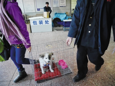 2月5日，北京站托运处，工作人员帮助一位女士搬运一条她准备托运的狗。新京报记者 王嘉宁 摄