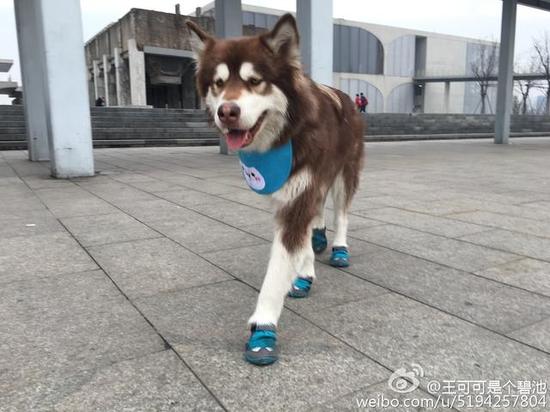 王思聪爱犬再炫富:我新鞋你们买不起|王思聪|炫