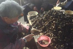 【福建】土地金貴出嫁媳婦回漁村