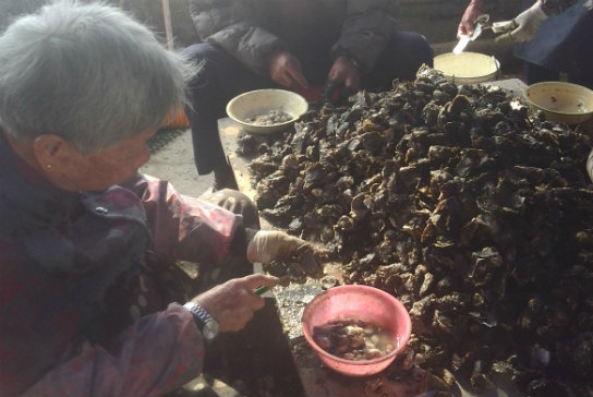 厦门渔村村民撬海蛎。