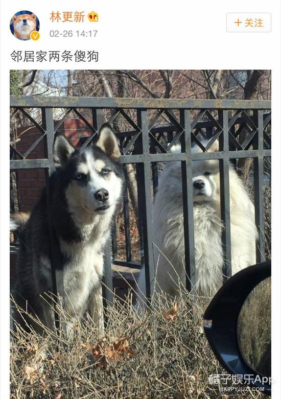 林更新晒邻居家的傻狗,却惨遭网友人肉