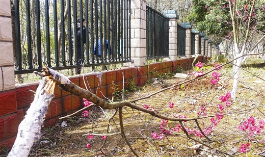 一根桃树枝被人为折断。 南国早报记者 邓振福摄