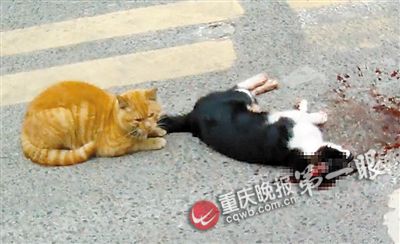 小龙坎一小区大门，公猫遇车祸丧生，母猫守护在旁。
