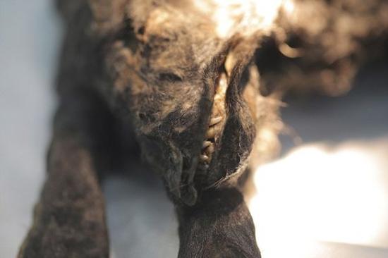 俄罗斯发现一只冰封了约1.2万年的小狗“木乃伊”