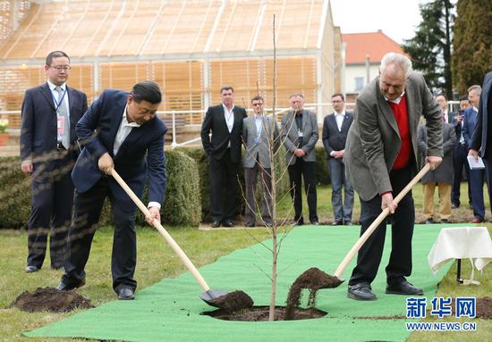 当地时间3月28日，国家主席习近平在布拉格拉尼庄园同捷克总统泽曼举行会晤。会晤前，两国元首在庄园里种下一株来自中国的银杏树苗。
