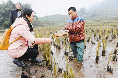 宜宾市江安县怡乐镇青龙村贫困户李高建（右）展示稻田养鱼的成果。 本报记者 何海洋 摄
