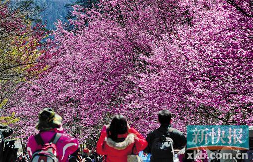 游客在台湾武陵农场赏花踏春。新华社发