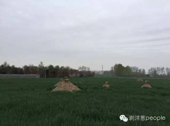 朱集村双龙湾公墓外面的麦地里，已经重新立起了十多座坟头。