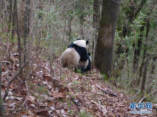 发情大熊猫进行交配（4月4日摄）。记者4月8日从陕西佛坪国家级自然保护区证实，今年3月26日，陕西佛坪自然保护区工作人员在三官庙保护站附近发现2只正在“谈情说爱”的野生大熊猫。当时母熊猫在树上，公熊猫在树下。直到4月4日中午，母熊猫终于下树。据保护人员介绍，整个过程共交配3次，每次交配大概3到4分钟。新华社发（何祥博摄）