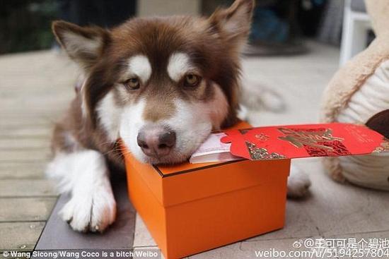王思聪爱犬火到国外 被评世界最放纵的狗|王思