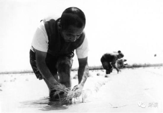 1970 年春，胡耀邦在团中央五七干校插秧。