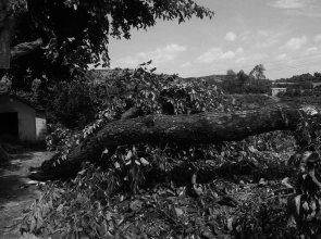 百年桑树被吹倒