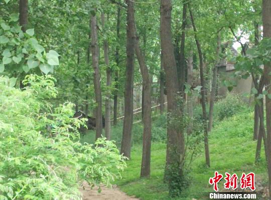 25日清晨，在绿树掩映下的卢其银家，仍被警戒线围绕。 刘林 摄