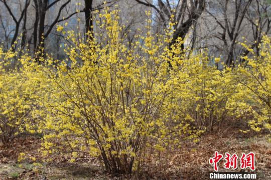 图为黑龙江省森林植物园内景观　王长海　摄