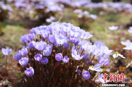 图为黑龙江省森林植物园内景观　王长海　摄