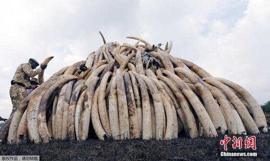 肯尼亚野生动物服务部门工作人员在内罗毕国家公园内准备销毁大约105吨没收的象牙。