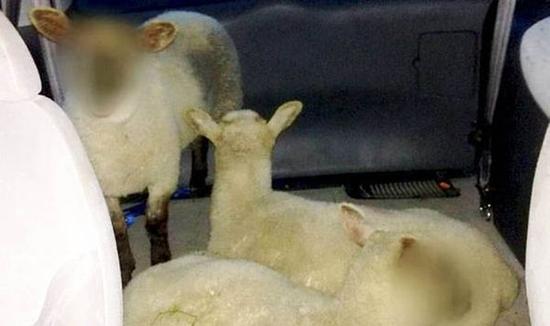 在三头未成年的羊的照片上打上马赛克