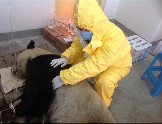 大陆赠台熊猫团团得16日因为患犬瘟热死亡