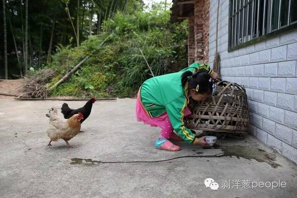 5月13日，莎莎每天最爱做的事情就是喂鸡。新京报记者 薛珺 摄