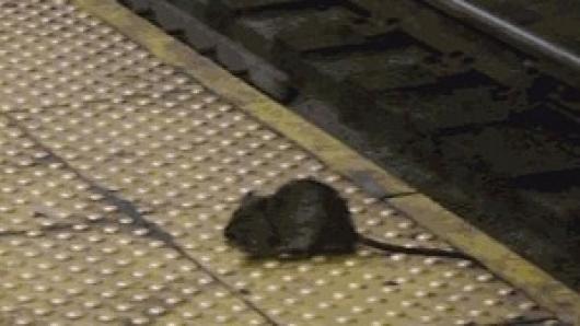 地铁老鼠。资料图
