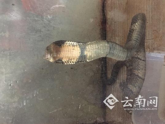 　　巨型眼镜王蛇现身云南楚雄村民家
