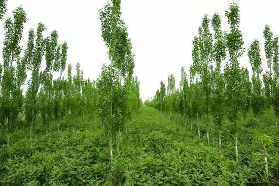 甘草+黑枸杞育苗示范项目区