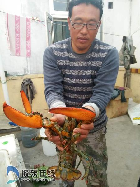 渔民捕获一只3.8斤的龙虾