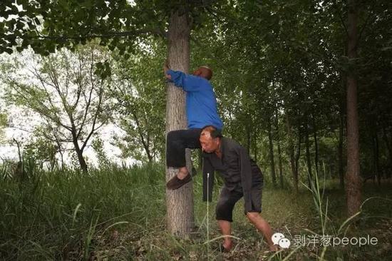 5月31日，失去双臂的贾文其用肩膀扛起双目失明的贾海霞，帮助其爬树。他们会砍下一些旁枝种下，如果树枝成活，就成为一棵新的杨树。新京报记者 尹亚飞 摄
