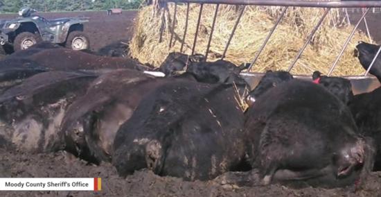 美国农场21头牛吃饲料时被闪电活活电死(组图)