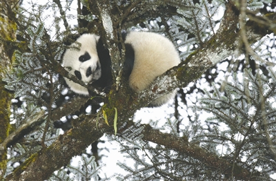 曾在西岭雪山景区发现的一只野生大熊猫 本报资料图片