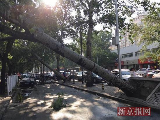北京下午突降冰雹三棵大树被刮倒