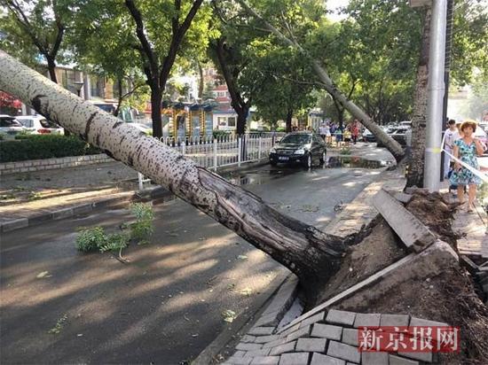 北京下午突降冰雹三棵大树被刮倒