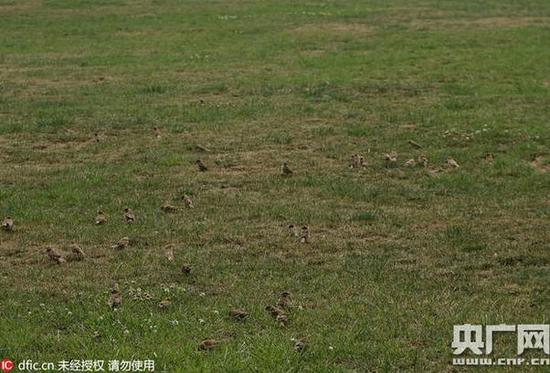 麻雀不适应野生环境死亡。