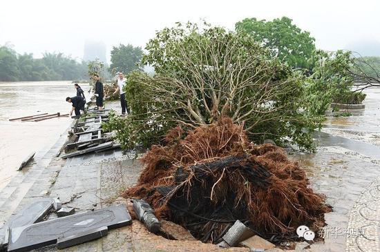 (这是5月9日广西阳朔县遇龙河景区被洪水冲倒的绿化树。受厄尔尼诺事件影响，广西今年提前入汛且强降雨发生次数明显增加。气象专家分析，综合判断，今年广西发生大洪水和阶段性干旱的可能性较大。 新华社记者 陆波岸 摄)