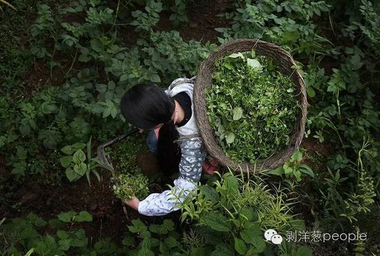 2016年4月24日，贵州毕节市纳雍县路嘴村，15岁的彭晓敏正在割猪草。