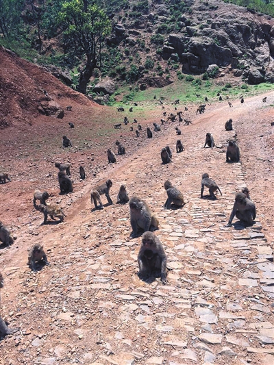 经过13年的繁殖，四川先锋村猴子数量一度超过600只。本版图片均为受访者供图