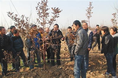 富平县的职业农民平常在接受种植方面的技能培训。富平县农业局供图