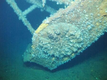 日本广岛县吴市公开了在原日本海军战舰“大和”号的沉没海域鹿儿岛县近海用无人探测器拍摄的其海中视频。图为“大和”号的菊花徽章。
