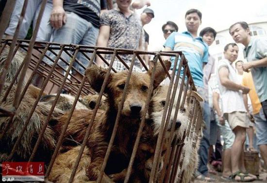 资料图片：一只在笼子里的狗正在等待着死亡。